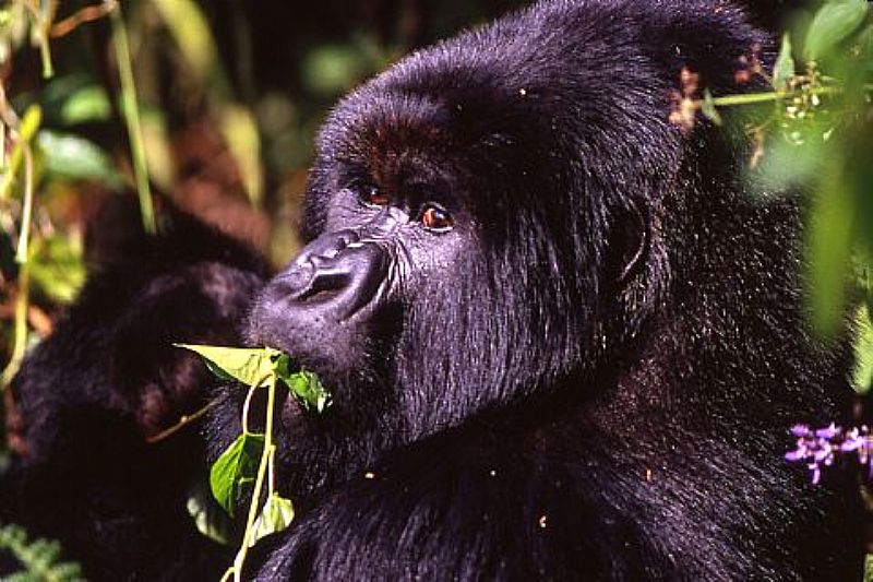 Immagine di UGANDA , nel regno delle grandi scimmie